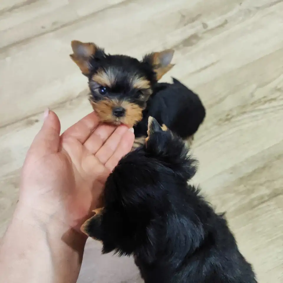 Продаются щенки йоркширского терьера, фотография 6