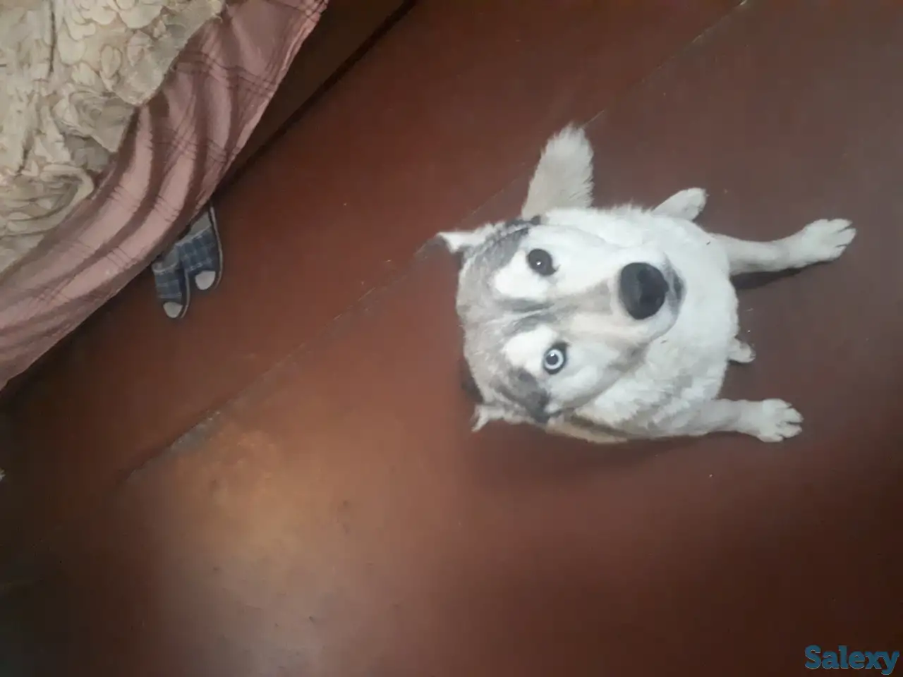 Отдам собаку ХАСКИ бесплатно, фотография 1