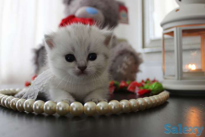 Шотландские шиншиллы, фотография 3