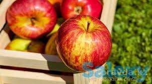 Саженец яблони Байтерек ММ 106, фотография 1