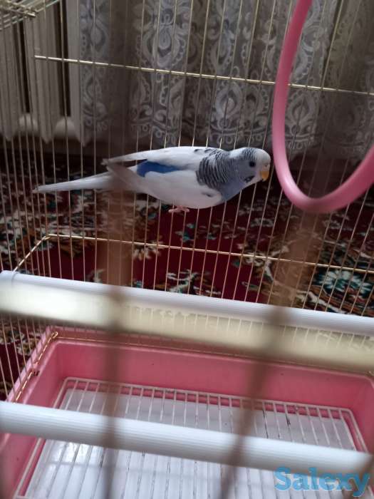 попугай, фотография 1