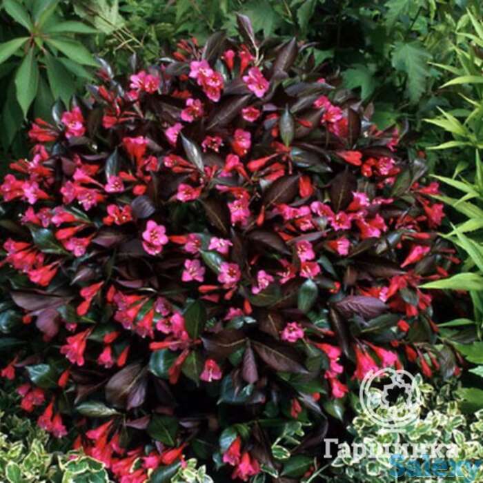 Вейгела александра, фотография 1