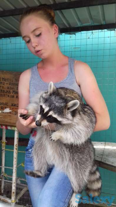 Продам енотов. Девочки 2 и 3 года, фотография 1