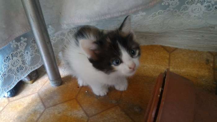 Отдам котят в хорошие руки, фотография 7