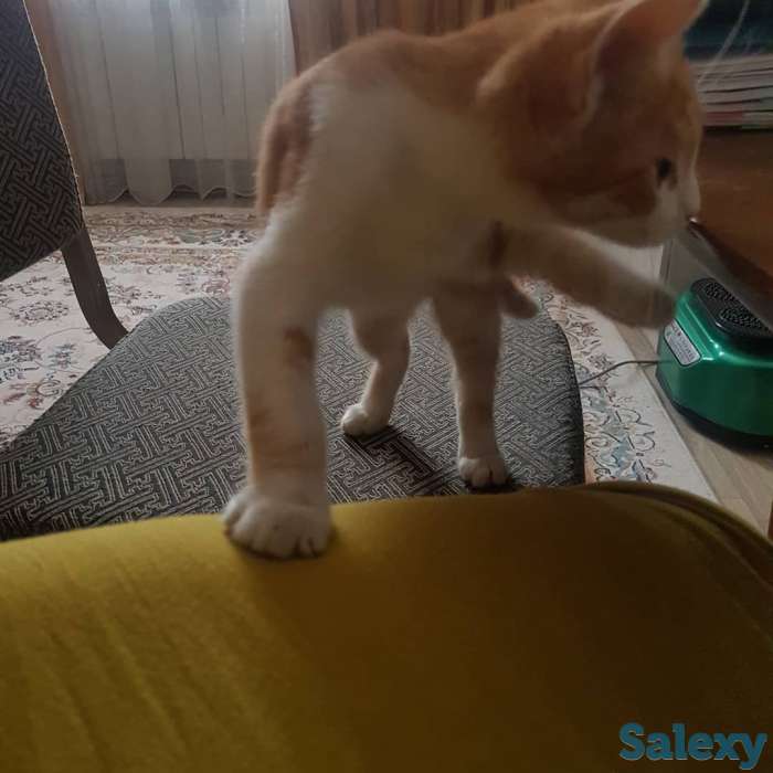 Подарю котенка львенка, фотография 7