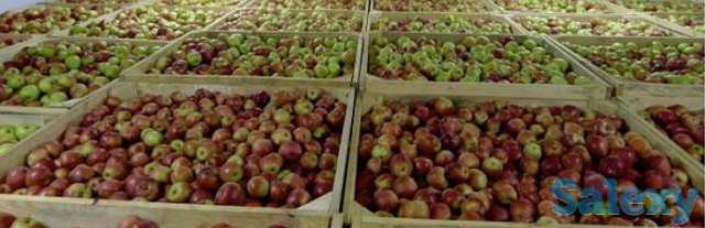 Овощехранилище бесплатный расчет с выездом специалистов, фотография 2