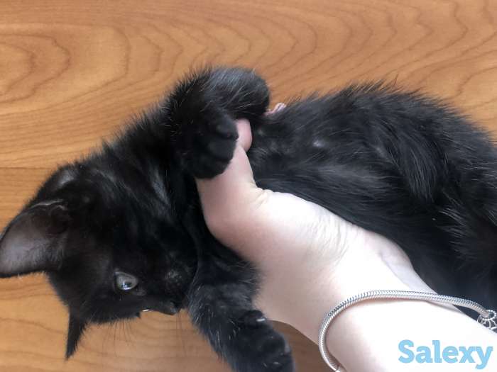 Отдам котенка!, фотография 2