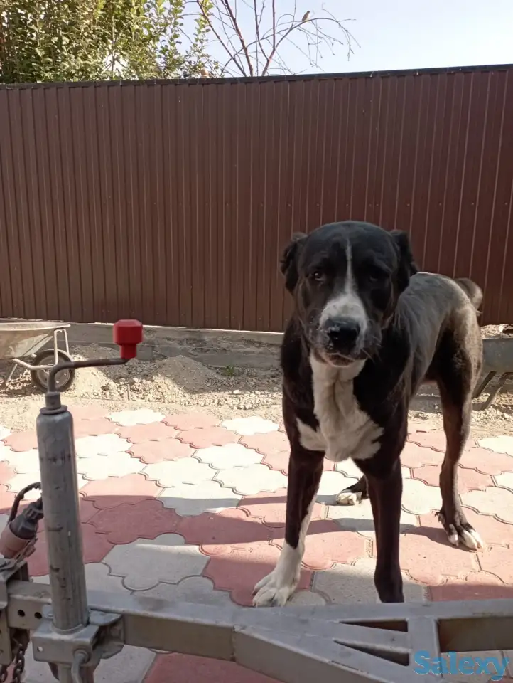 продам собаку, фотография 2