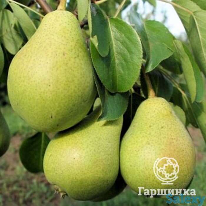 Груша северянка, фотография 1