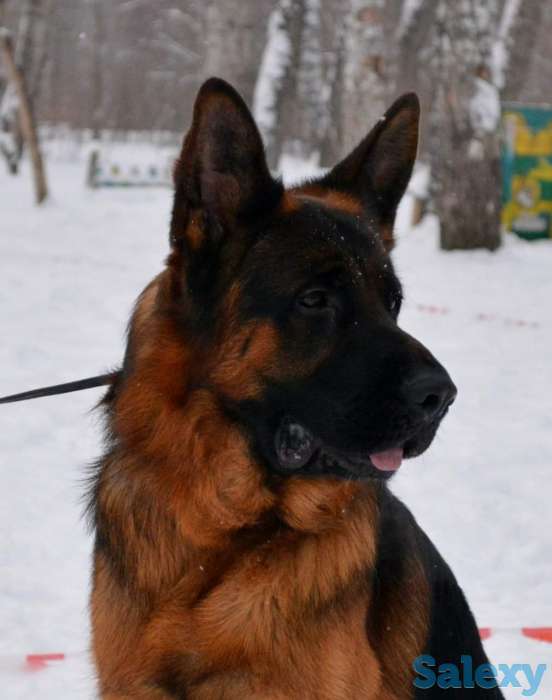 Немецкой овчарки щенков, фотография 1