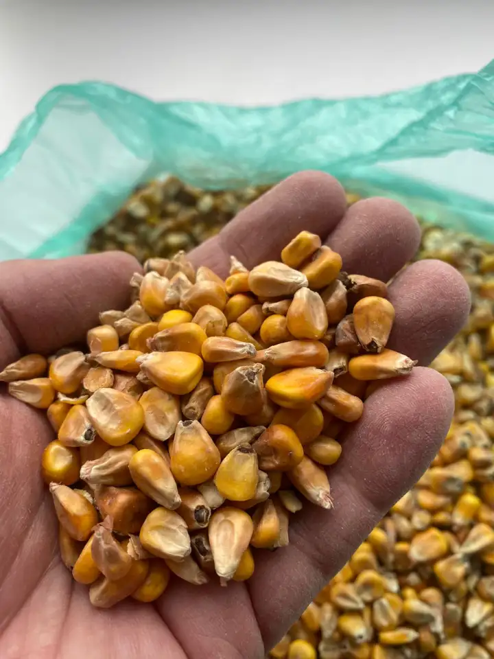 Кукуруза, фотография 5