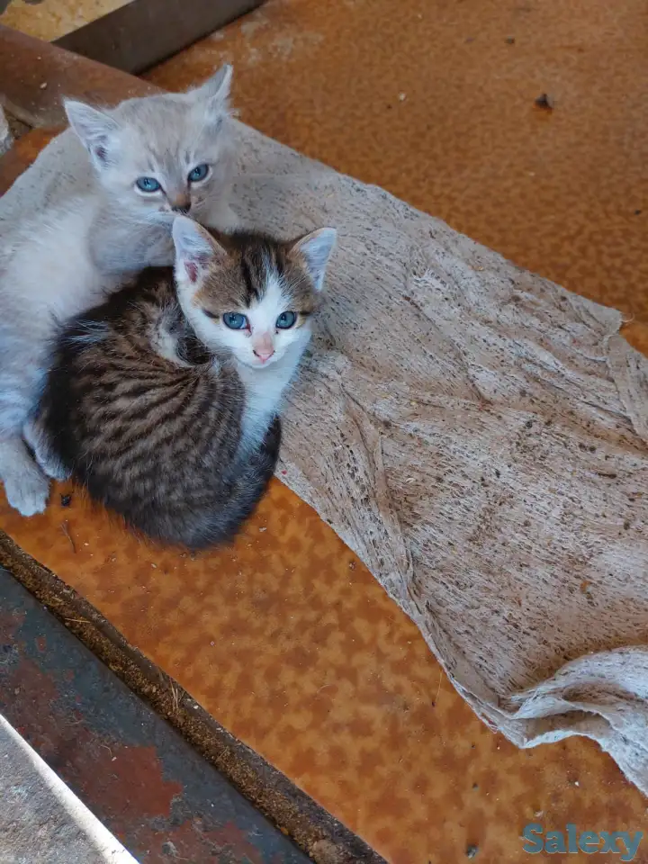 отдам котят в хорошие руки, фотография 3