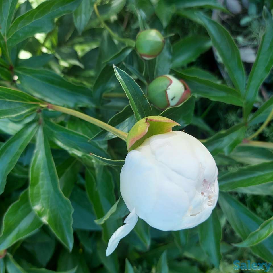 Пионы букеты Пионы с сада, фотография 7