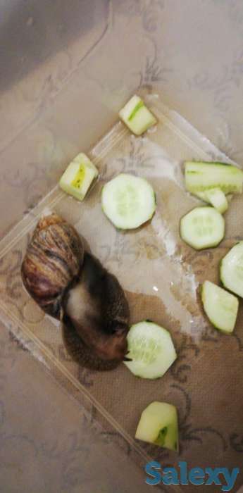 Улитки, фотография 4