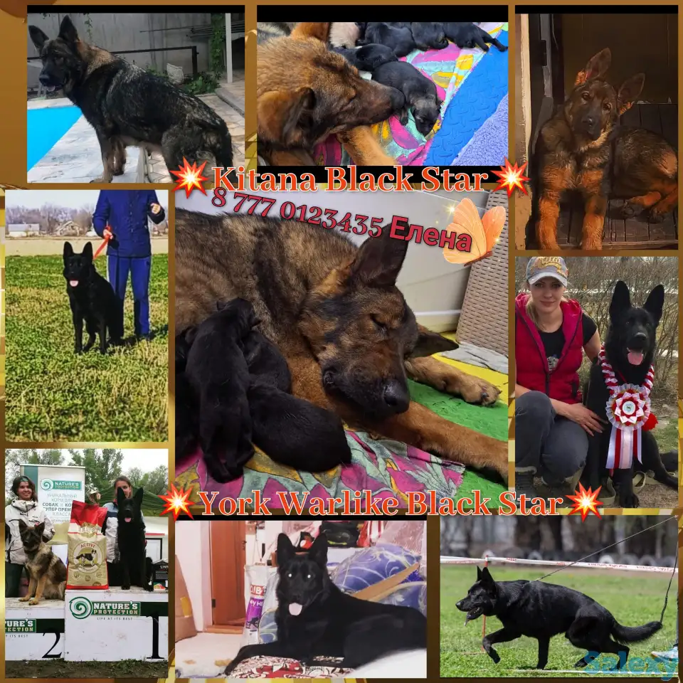 Щенки немецкой овчарки зонарного и черного окрасов, фотография 1