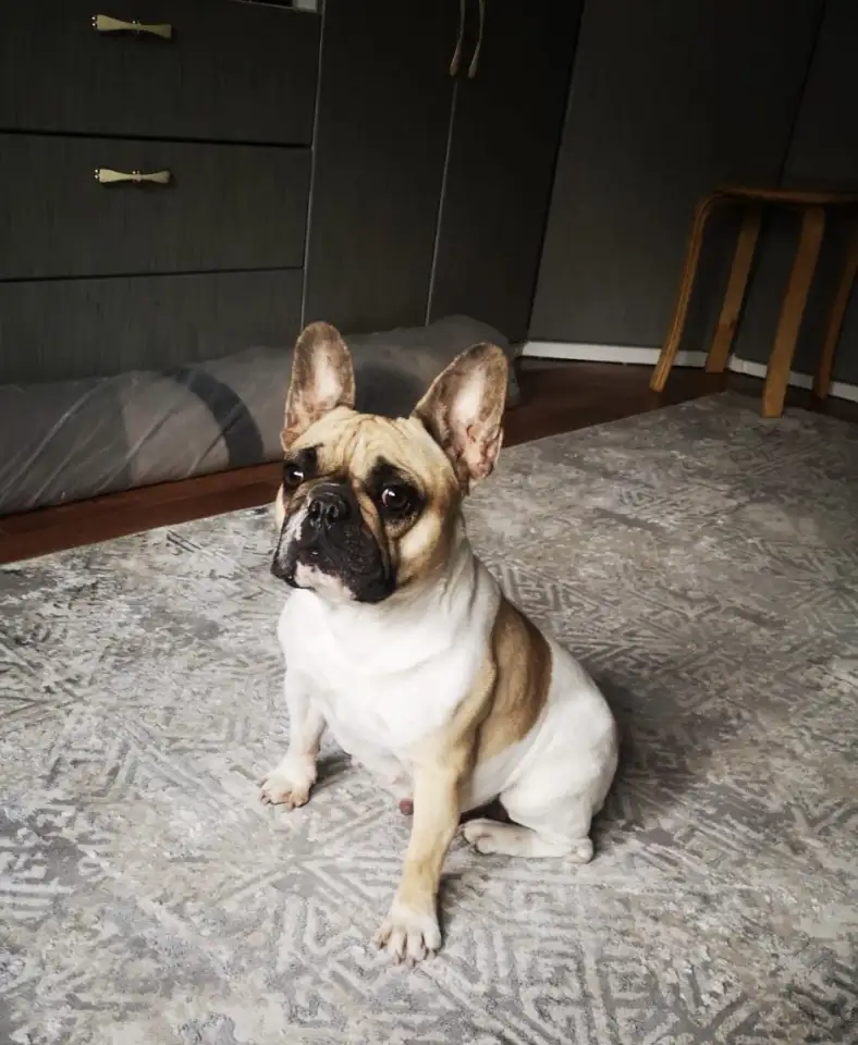 Продам щенка французского бульдога, фотография 5