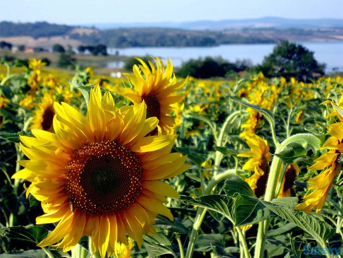Масло растительное, подсолнечное нерафинированное, фотография 3
