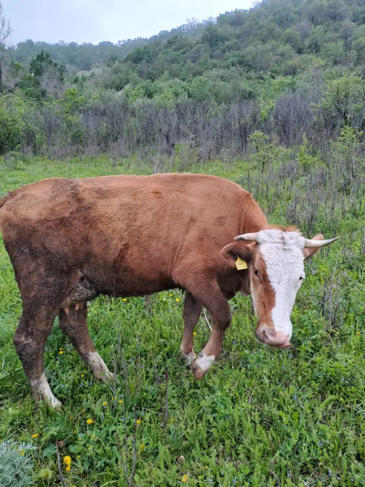 Корова первотел покрытая  ее бычок, фотография 3