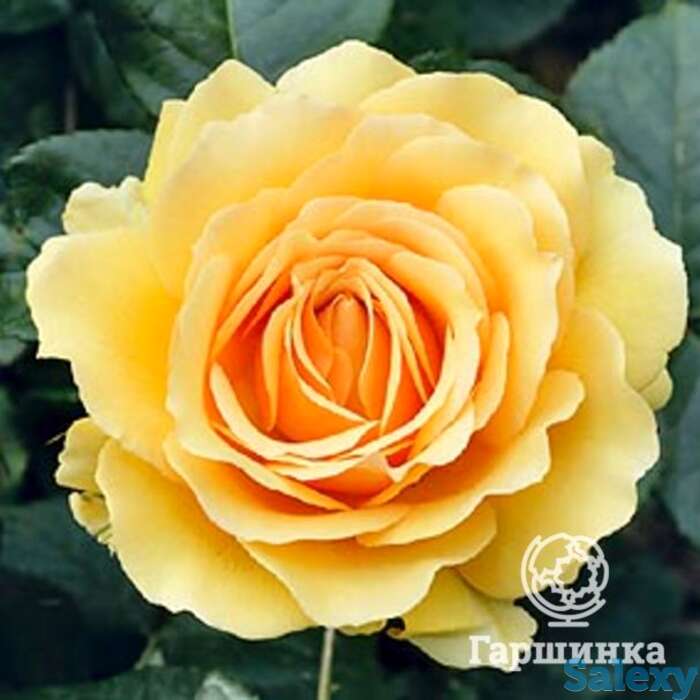 Роза амбер куин флорибунда, топалович, фотография 1