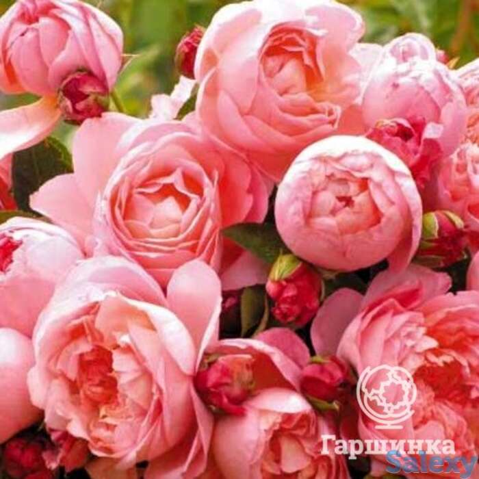 Роза дам де шенонсо, дельбар, фотография 1