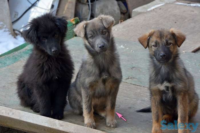 Отдам щенков дворняжек, любящим этих милых, неприхотливых и верных охранников, людям., фотография 2