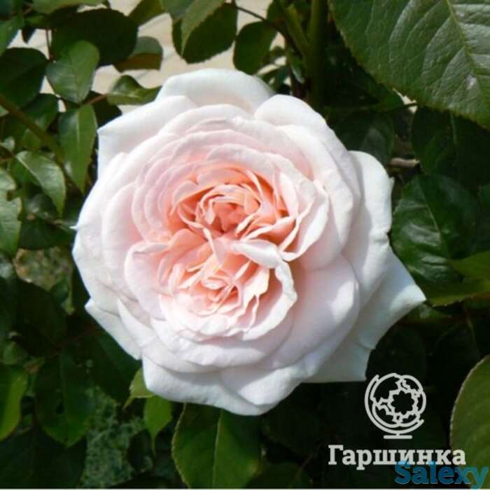 Роза принц жардин чайно-гибридная, топалович, фотография 1