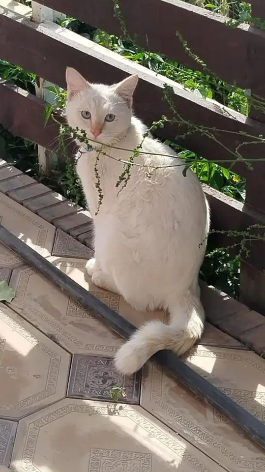 Пропал кот. Мкр. Тассай, г. Шымкент, фотография 1