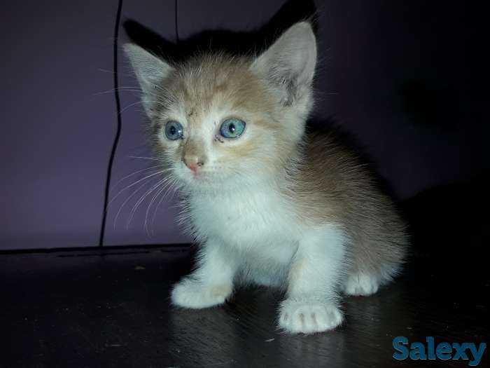 Отдам в добрые руки 1 месячного рыжего котёнка., фотография 1