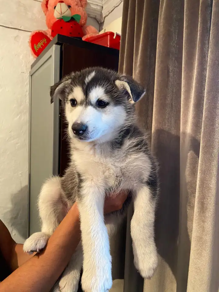 Хаска щенок 2 месяца девочка, фотография 1