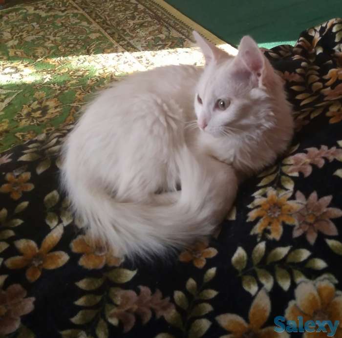 Отдам котёнка, фотография 1