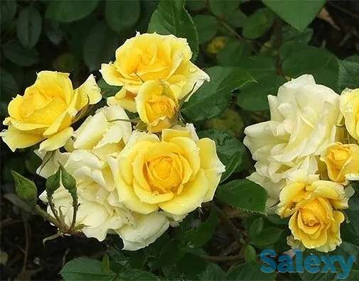 Саженец розы плетистой 