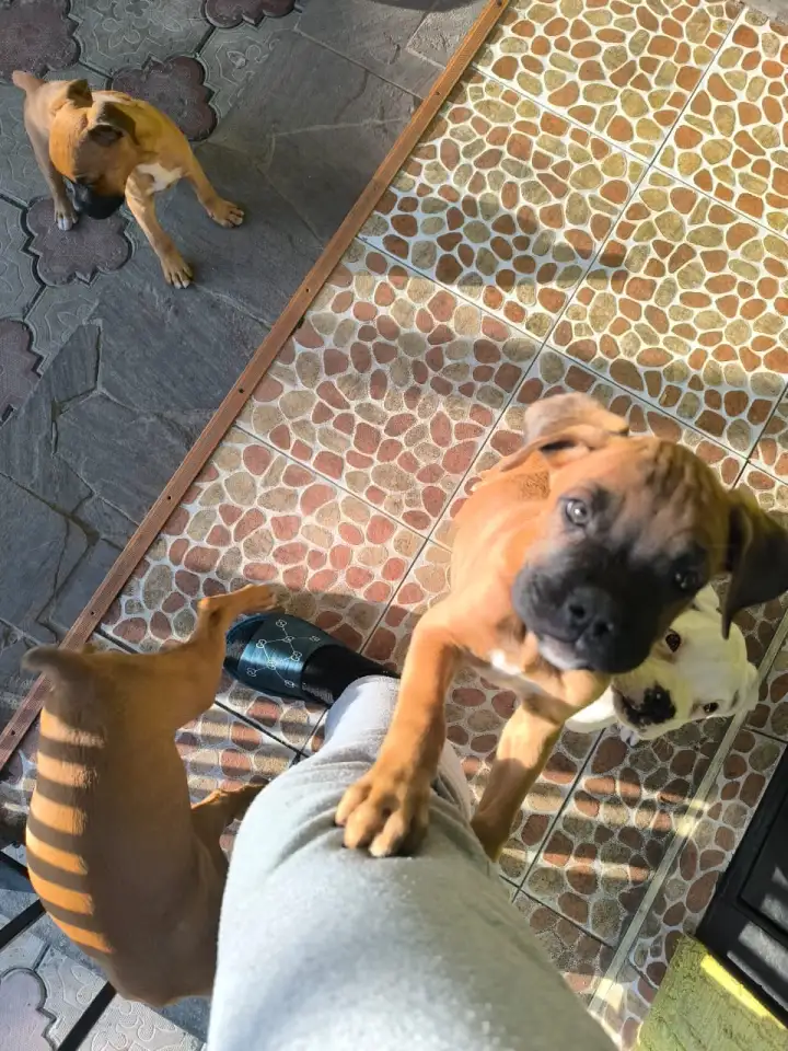 Продаю щенков немецкого боксёра, фотография 2