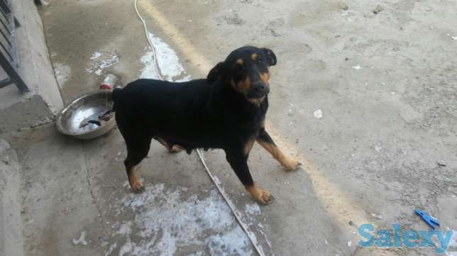 Продам щенков доберман смешка, фотография 1