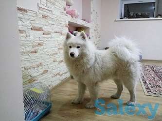 Гостиница для собак happydogs.kz, фотография 1