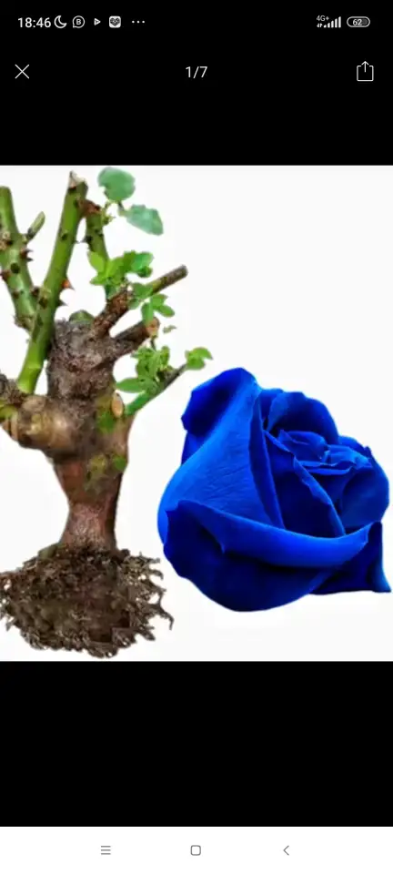 Саженцы роз, фотография 1