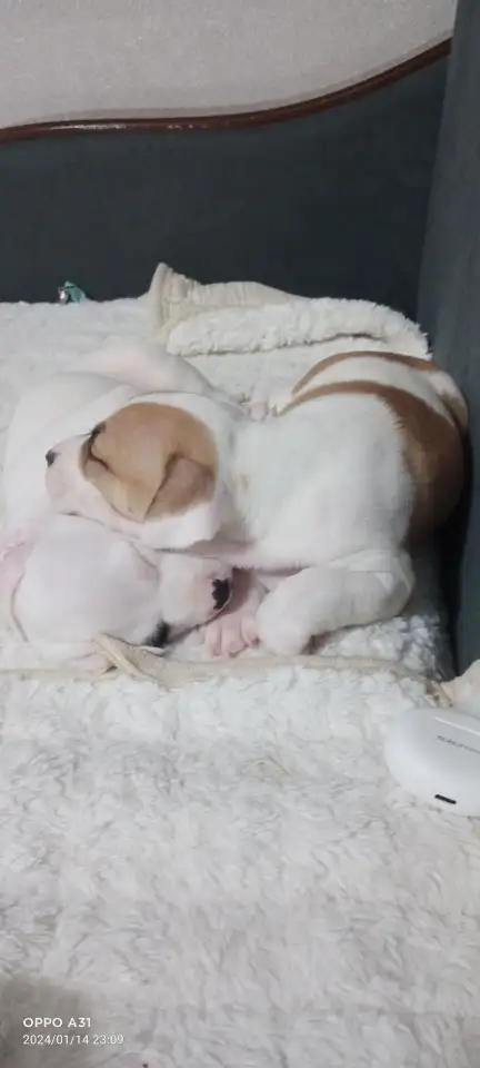 Продам щенков, фотография 3