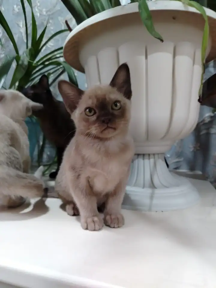 БУРМАНСКИЕ КОТЯТА С РОДОСЛОВНОЙ  АЛМАТЫ  доставка по Кз и в другие страны присутствует, фотография 2