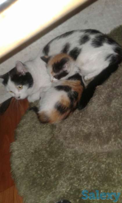 Срочно отдаю даром котят!, фотография 4