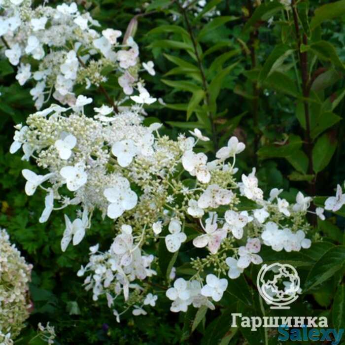 Гортензия матильда, фотография 1