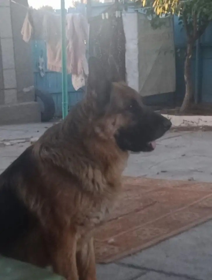 Щенки немецкой овчарки, фотография 3