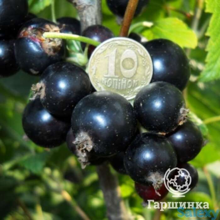 Смородина Орловский вальс черная, фотография 1