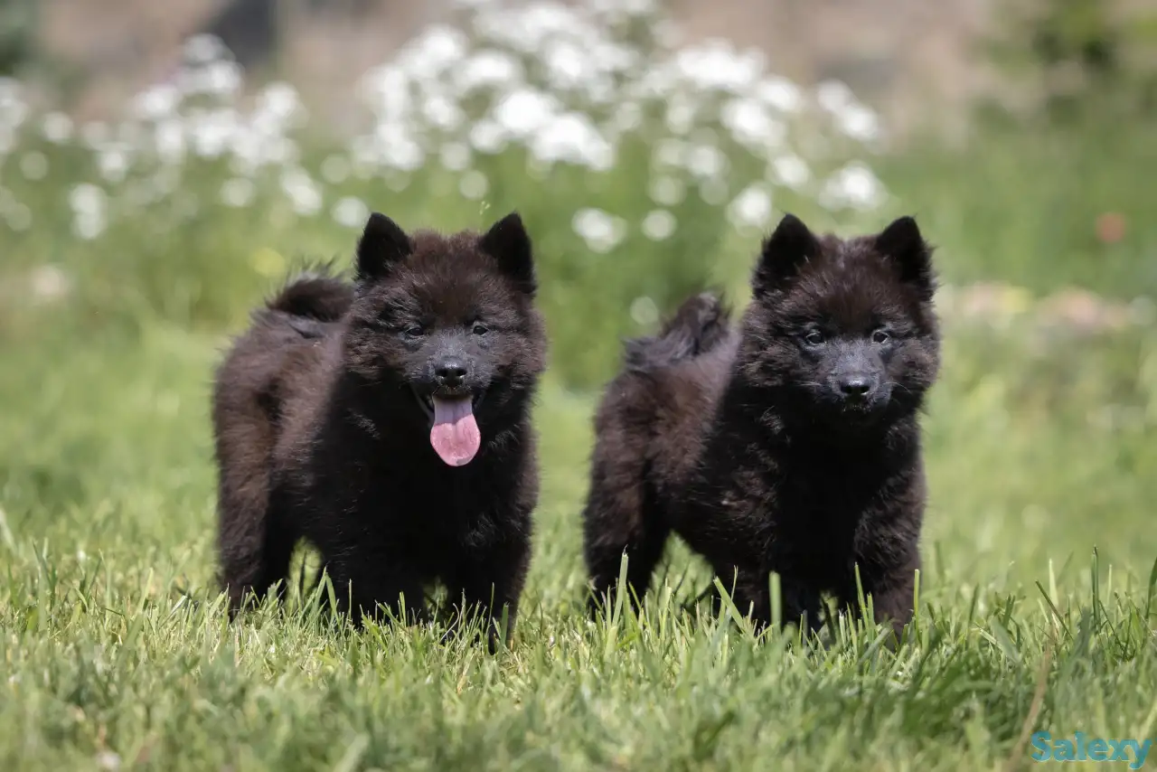 Евразиер! Очень редкая порода!, фотография 2
