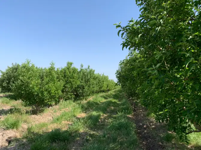 Продажа яблонево-сливовых садов в Алматинской области., фотография 4