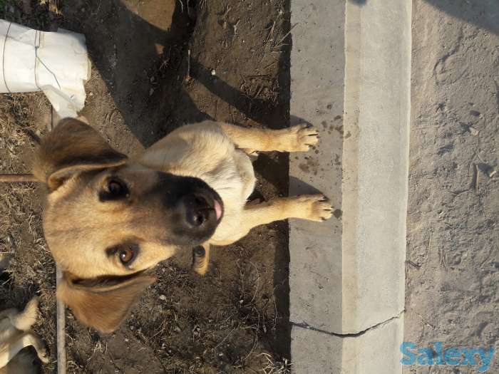 Отдам в хорошие руки, фотография 2