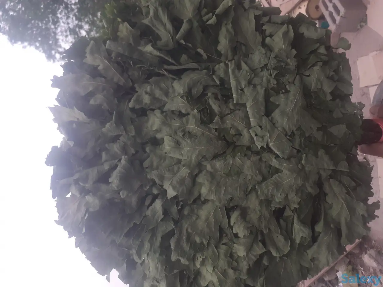 Продам дубовые веники, фотография 2