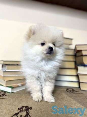 Щенок шпица, фотография 1