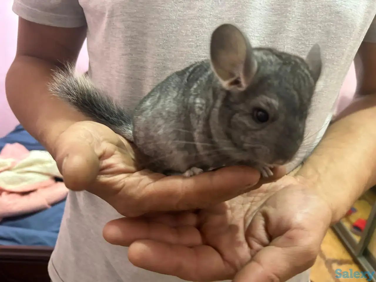 Продам шиншиллу, фотография 2