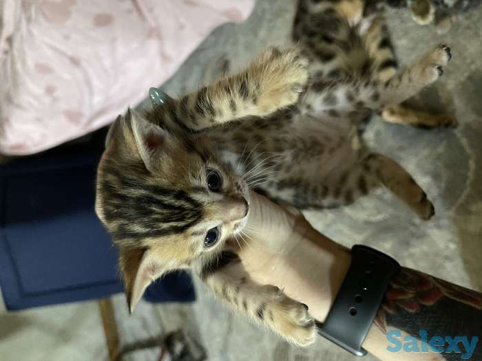 Бенгальские котята, фотография 3