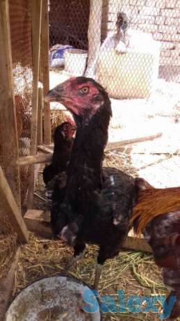 Дакан балапан сатып аламын, фотография 1