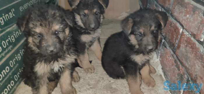 Щенки немецкой овчарки, фотография 1